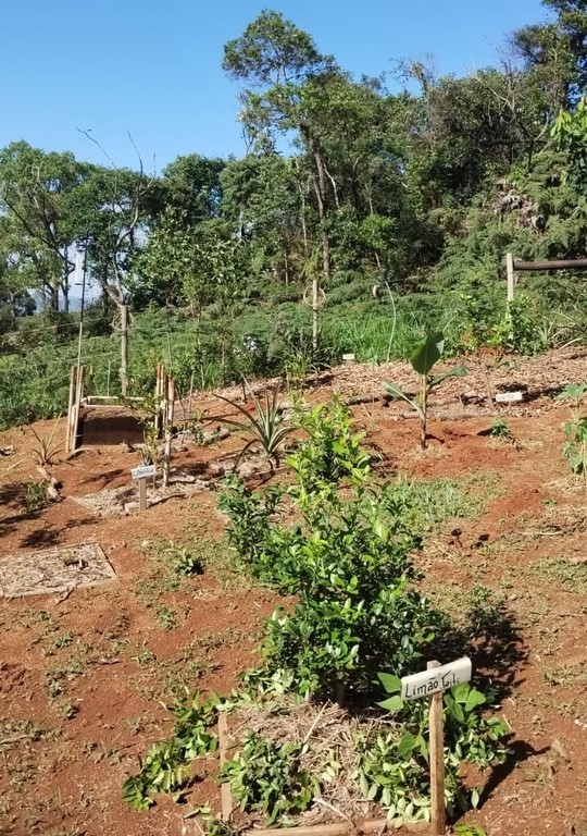 Mini estação metereológica a evolução da agrofloresta