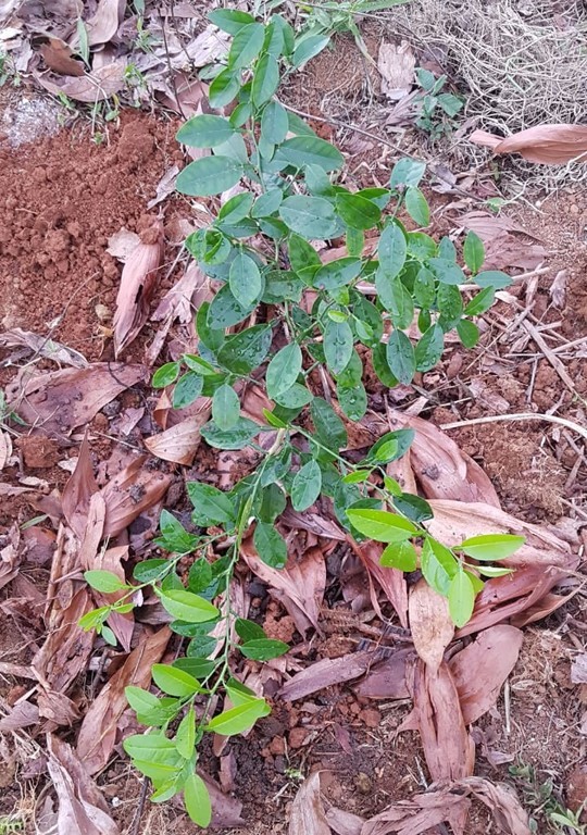 Atividades de Plantios e Escada de Pneus